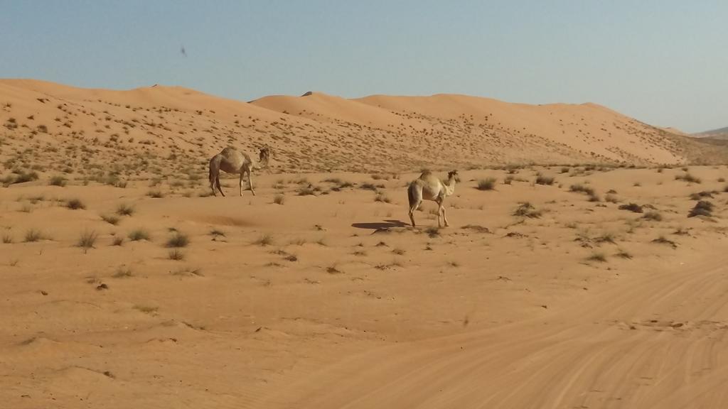 Silent Dunes Camp Hawiyah Bagian luar foto